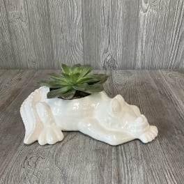 Succulent in a white ceramic frog planter