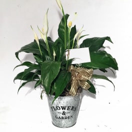 Peace lily plant with white blooms in a galvanized metal pot and gold bow