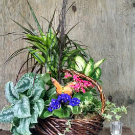 Mixed potted plants in a wicker basket with small pink and blue flowers