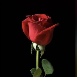 Single red rose on a black background