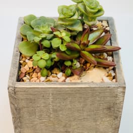 Succulent arrangement in a square wooden planter with decorative pebbles