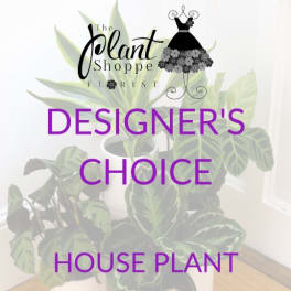 House plant with patterned green leaves and florist text overlay