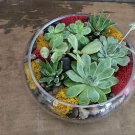 Round glass bowl with assorted succulents and colorful moss