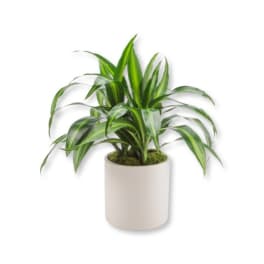 Dracaena Plant