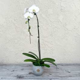 White orchid plant in a gray pot