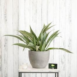 Potted variegated green plant in a gray container on a small table