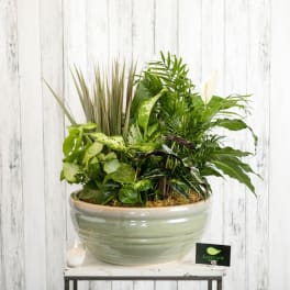 Mixed green houseplants arranged in a ceramic bowl planter