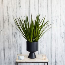 Potted spiky green plant in a black pedestal planter on a table