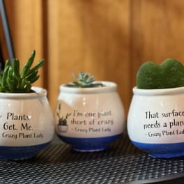 Three small potted succulents in white ceramic planters with blue bases