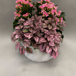 Potted plant with pink flowers and speckled pink-and-green leaves