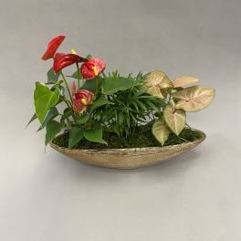 Tropical plant arrangement with red anthuriums in a gold boat planter