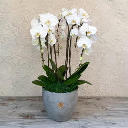 White orchids in a gray pot with green leaves