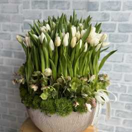 White tulips in a ribbed ceramic vase with moss and hellebore accents