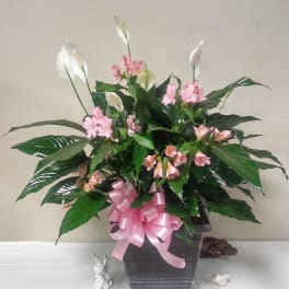 Pink flowers in a dark square vase with a pink ribbon