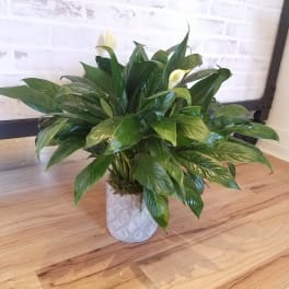 Potted peace lily plant with white blooms in a textured white container