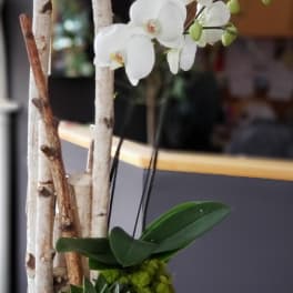 White orchid arrangement in a white rectangular planter with succulents and birch branches