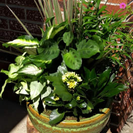 Low green ceramic bowl filled with assorted leafy plants and small yellow blooms