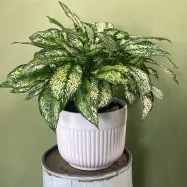 Potted variegated houseplant in a white ceramic planter