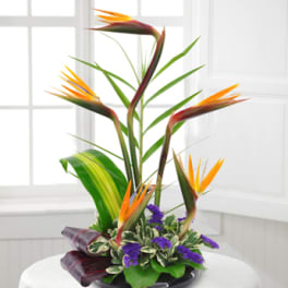 Bird of paradise arrangement in a low black container