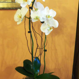 Potted white orchid plant in a cream ceramic pot against a peach wall