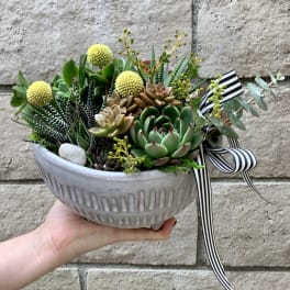 Succulent arrangement in a gray ceramic bowl with striped ribbon