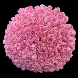 Large round bouquet of pink roses on a black background