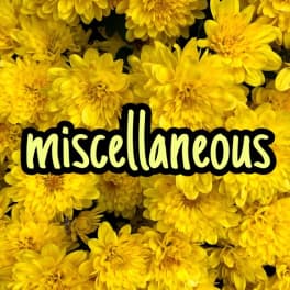 Yellow chrysanthemum blooms with the word miscellaneous overlaid.