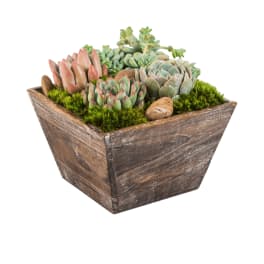 Succulent Box
