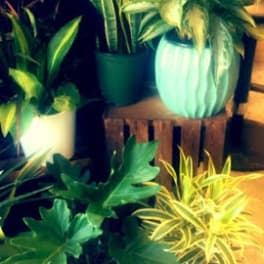 Assorted potted houseplants in white, green, and blue containers