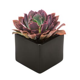 Dark Succulent/ Echeveria