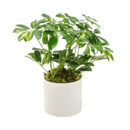 Umbrella Plant