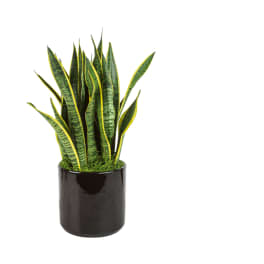 Snake Plant