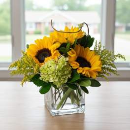 Sunflower arrangement in a clear square vase
