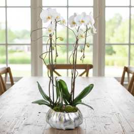 White phalaenopsis orchid plant in a low silver pot on a wooden table