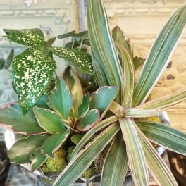Mixed potted plants in a silver container