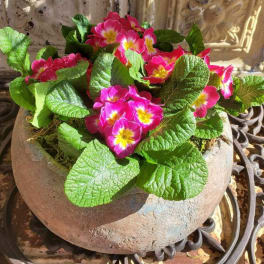 Pink primrose flowers in a round stone planter