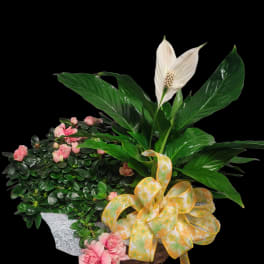 Basket arrangement with pink carnations, white peace lily, and a yellow ribbon