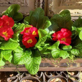 Rectangular planter with red flowers and dense green foliage