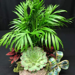 Island Vibe Palm Planter