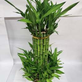 Lucky Indoor Bamboo LG