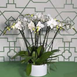 White orchids arranged in a white pot with broad green leaves