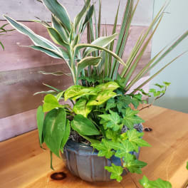 Dish Garden