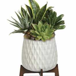 Succulent arrangement in a white textured pot on a wooden stand