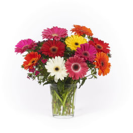 Colorful gerbera daisies in a clear glass vase