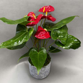 Potted anthurium plant with red blooms and glossy green leaves