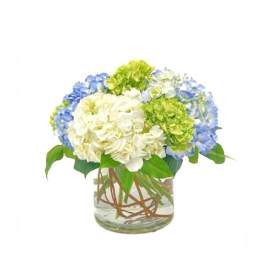 Low arrangement of white, blue, and green hydrangea-style blooms in a clear glass cylinder vase.