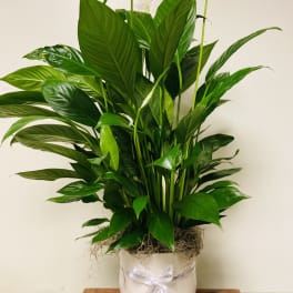 White potted peace lily plant with glossy green leaves and white blooms