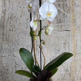 White orchid plant in a gray pot with broad green leaves