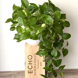 Potted trailing green houseplant in a wooden box