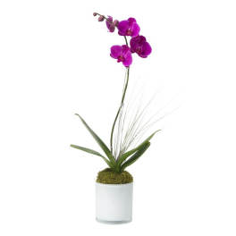 Tall purple orchid plant in a white pot with a moss-covered base